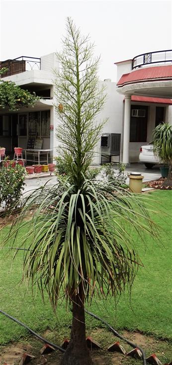 Beaucarnea recurvata